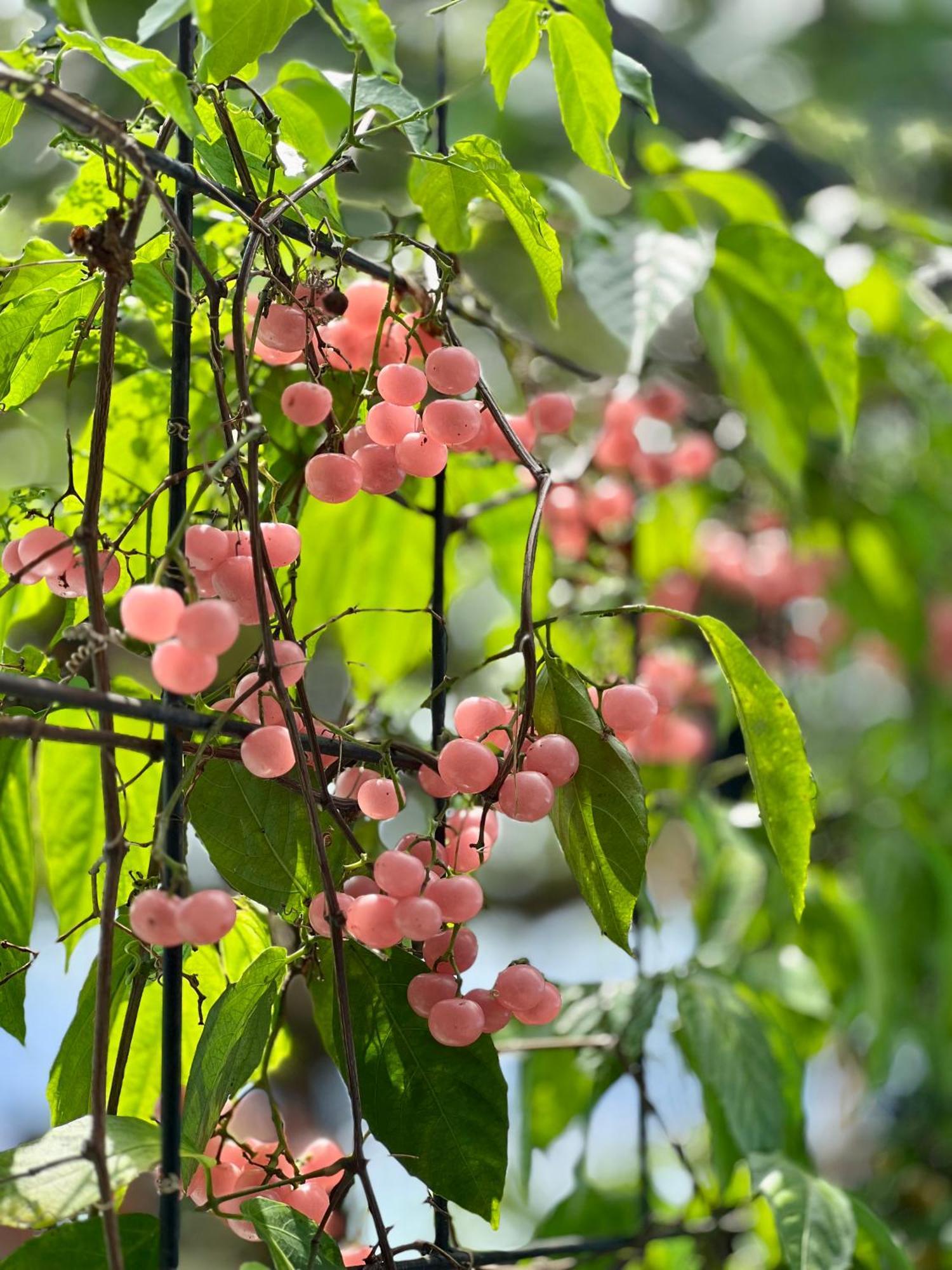 Mambo Toyapakeh