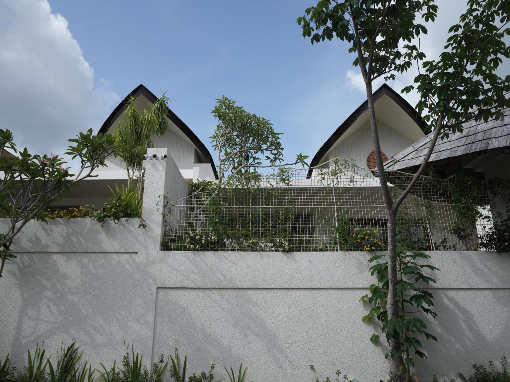 Daun Lebar *