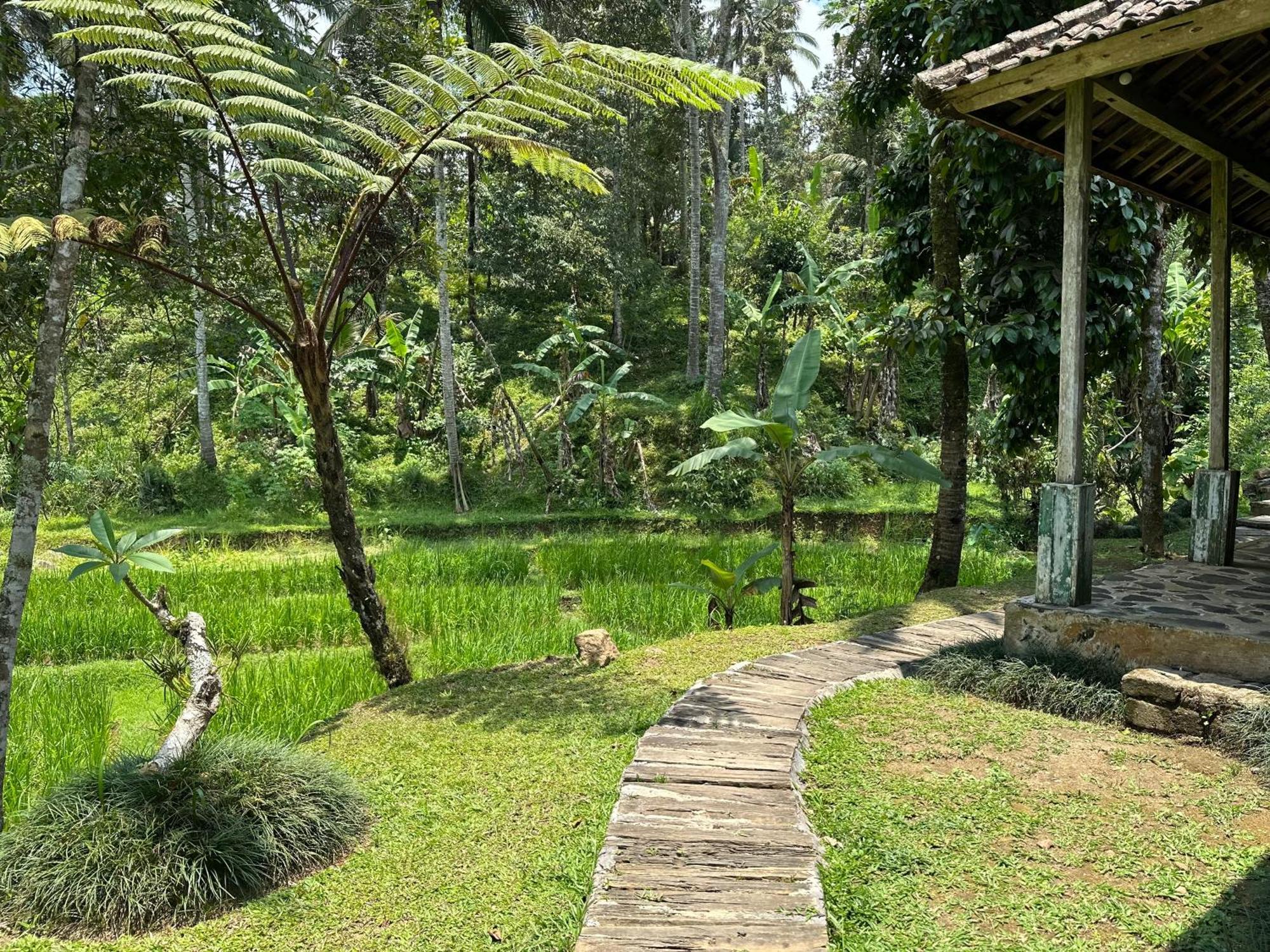 Oemah Tepi Sawah Jatiluwih