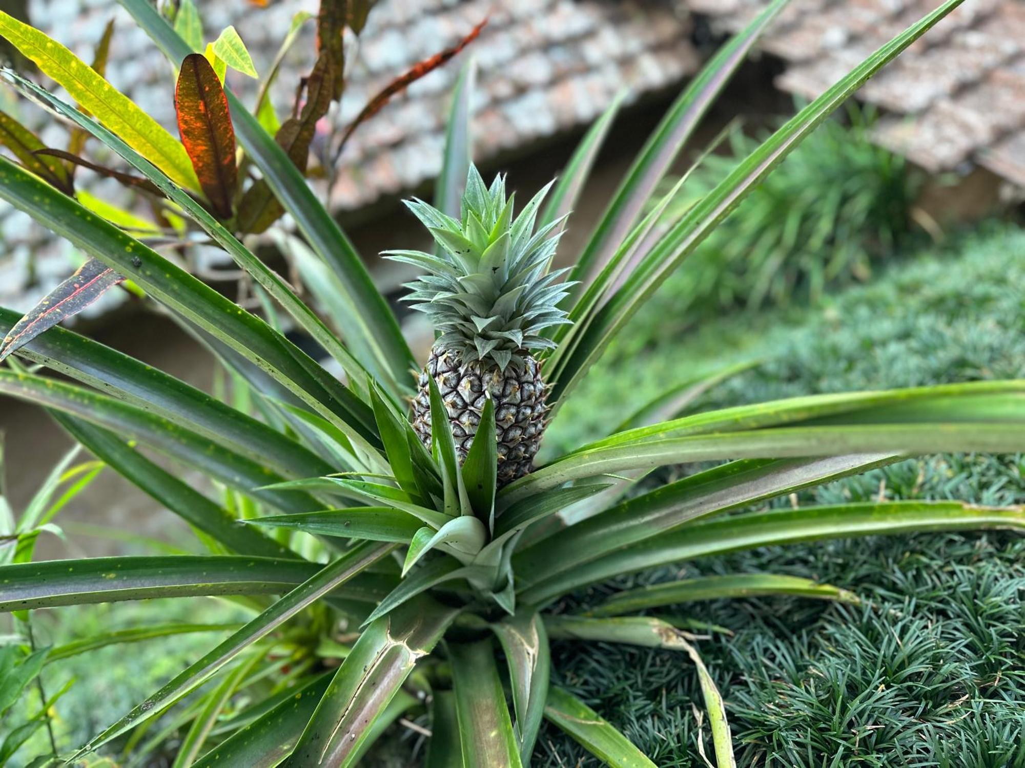 Oemah Tepi Sawah Lodge