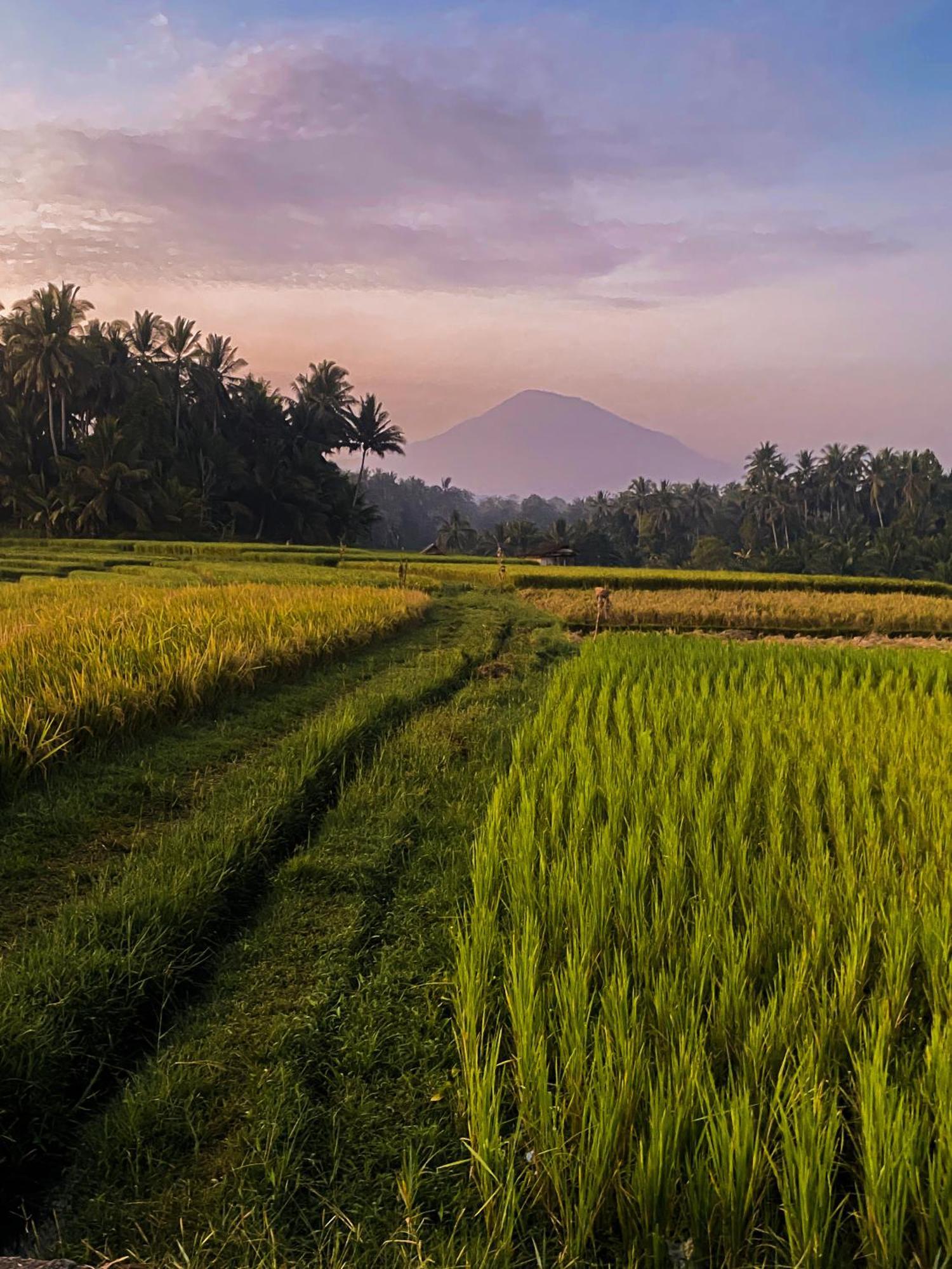 Bali Palms Homestay *