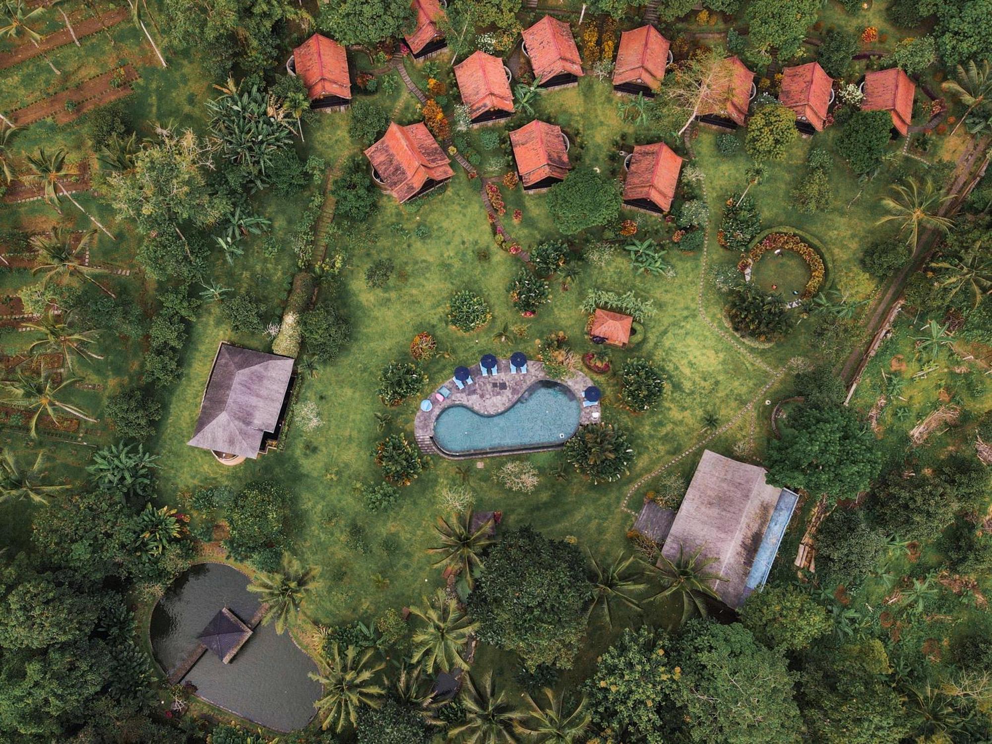 Bali Palms