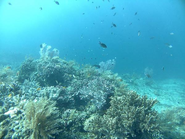 Putra'lebah Amed (Bali)