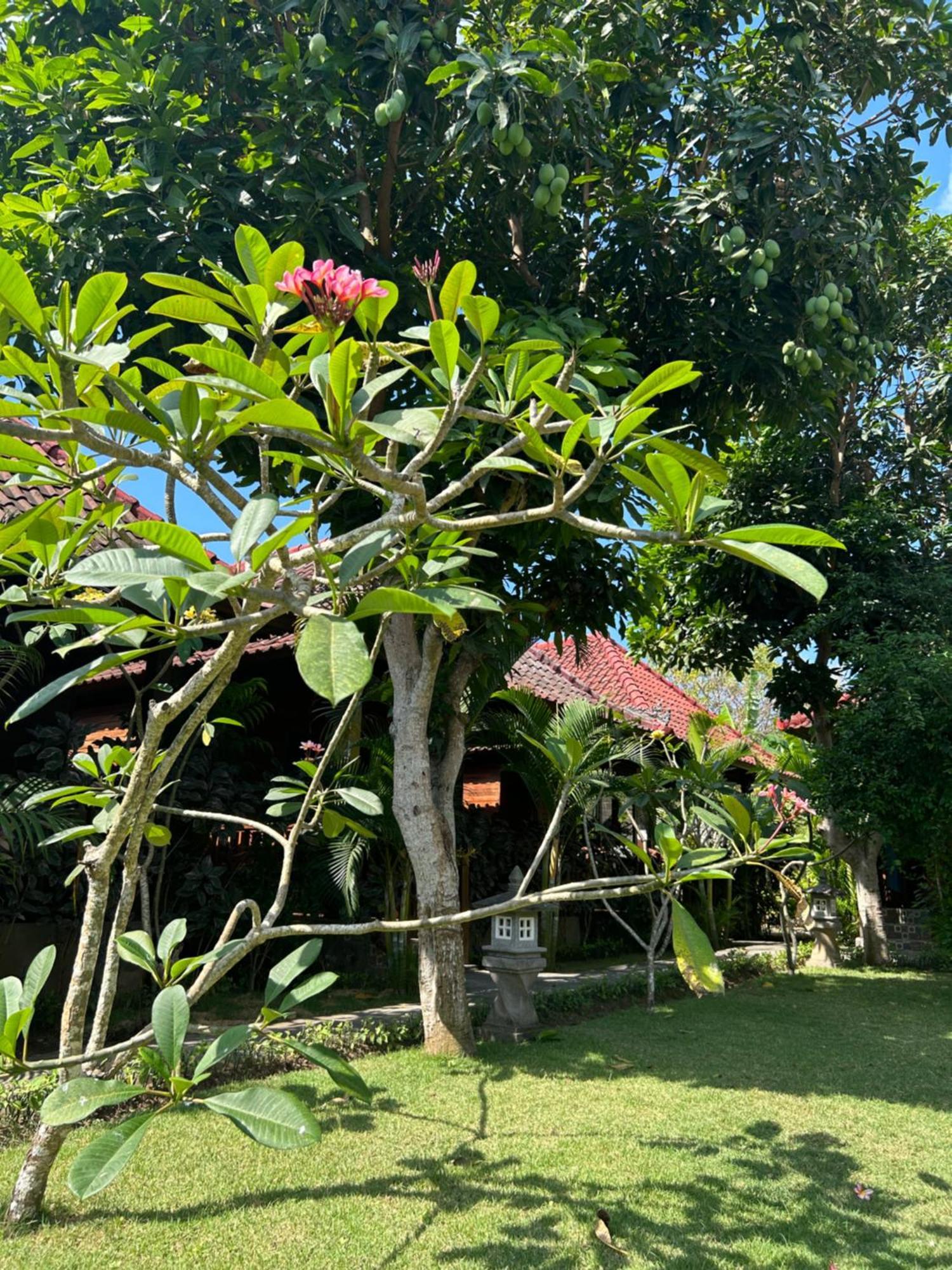 Island Garden Huts Bed & Breakfast Nusa Lembongan (Bali)