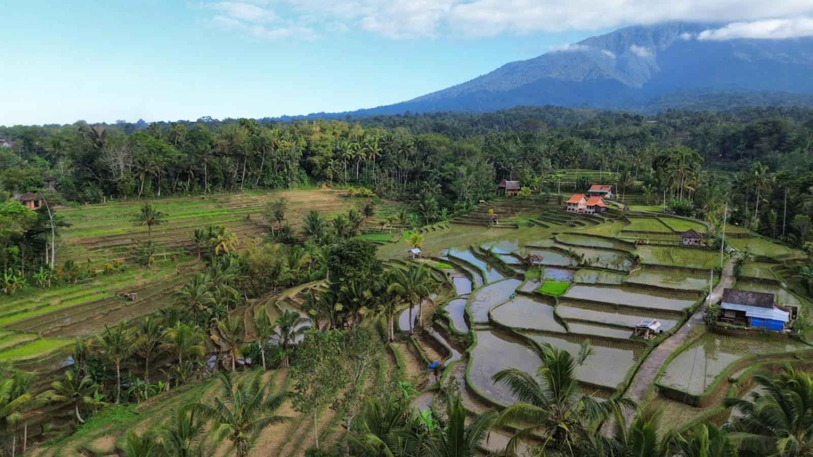 D'ume Bendoel Homestay Jatiluwih
