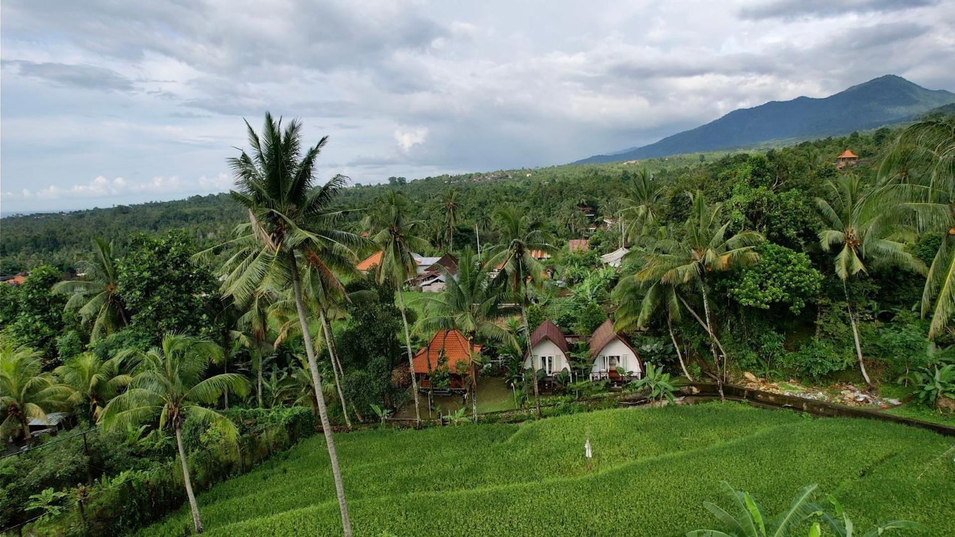 Damuh Pertivi, River And Rice Fields View * Lovina (Bali)