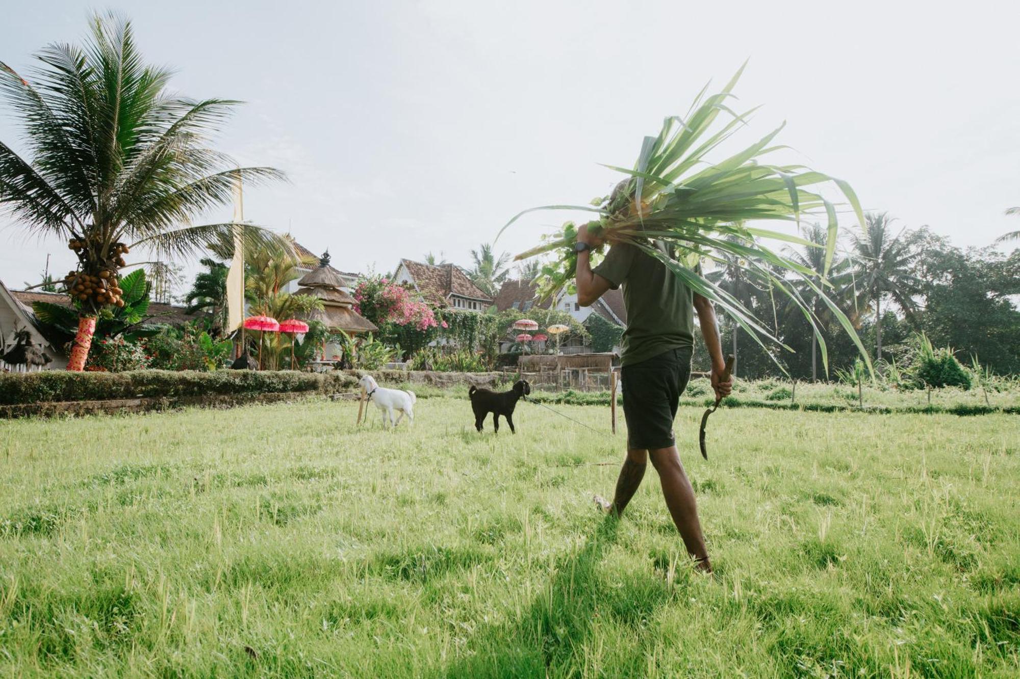 Wisma tamu The Rice Joglo Eco-stay