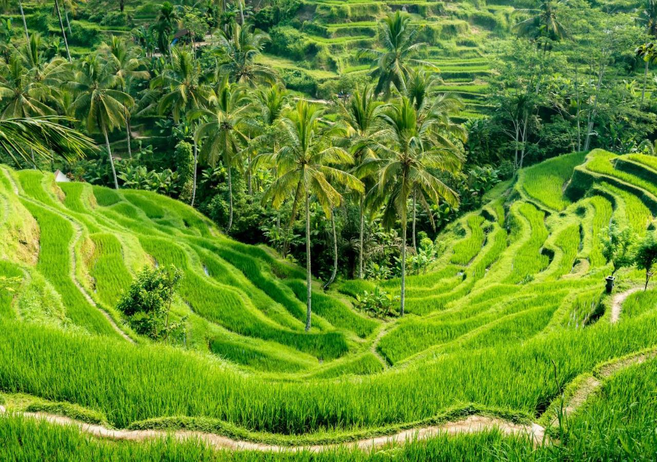 Bed & Breakfast Capung Asri Eco Luxury With Private Pool