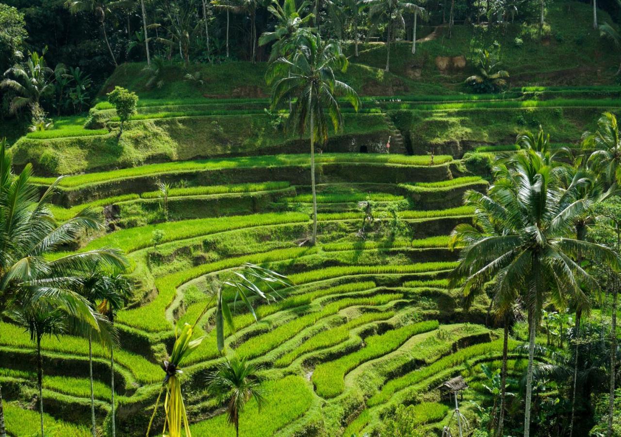 Capung Asri Eco Luxury With Private Pool * Bedahulu