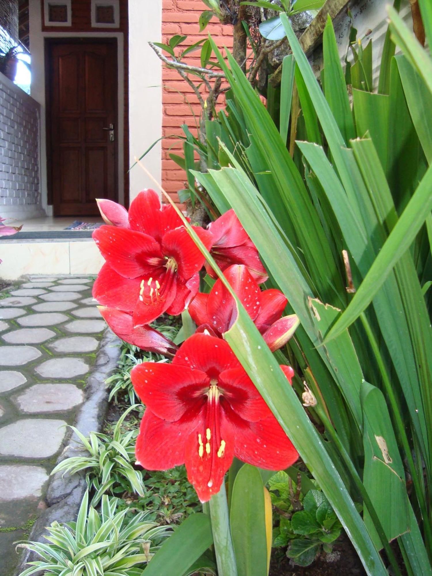 Taman Ayu Mitra Reddoorz Munduk (Bali)