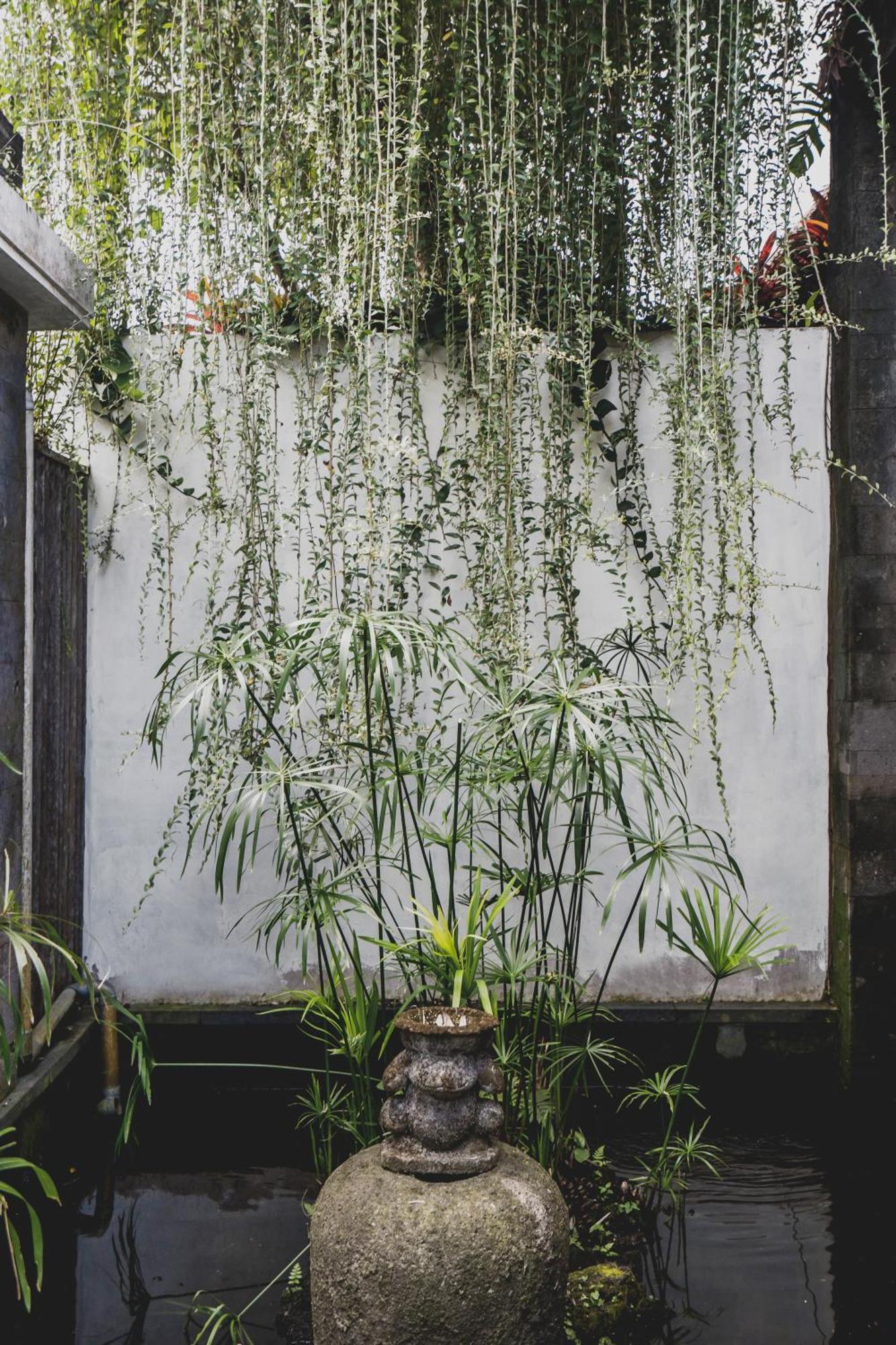Luwak Estate * Ubud (Bali)