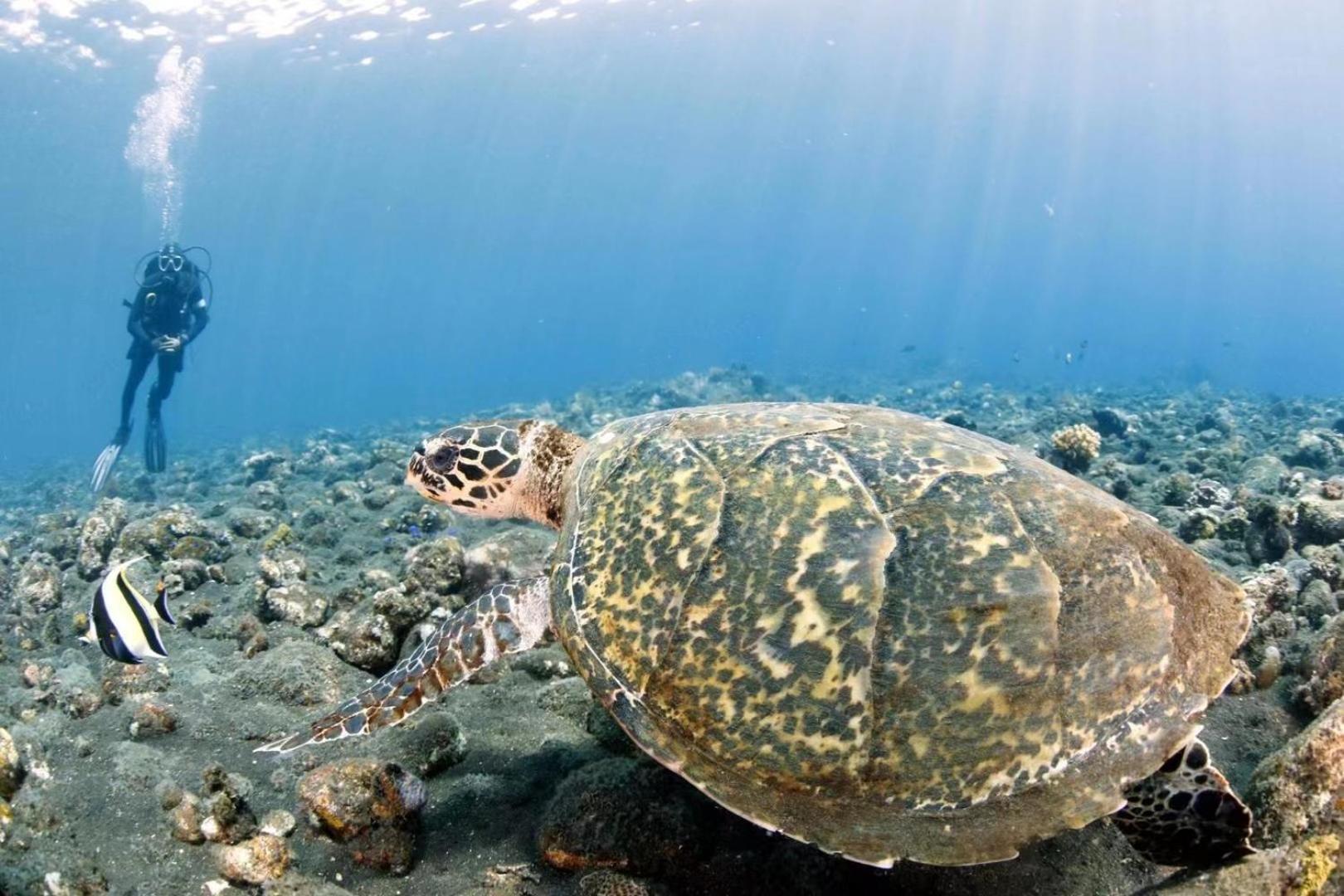 Alba Bali Dive Hotel Tulamben (Bali)