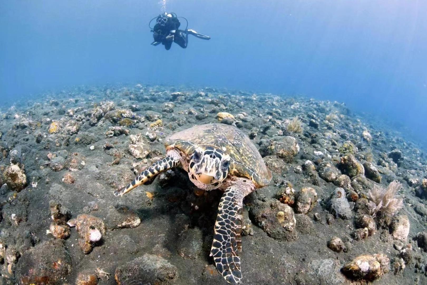 Alba Bali Dive