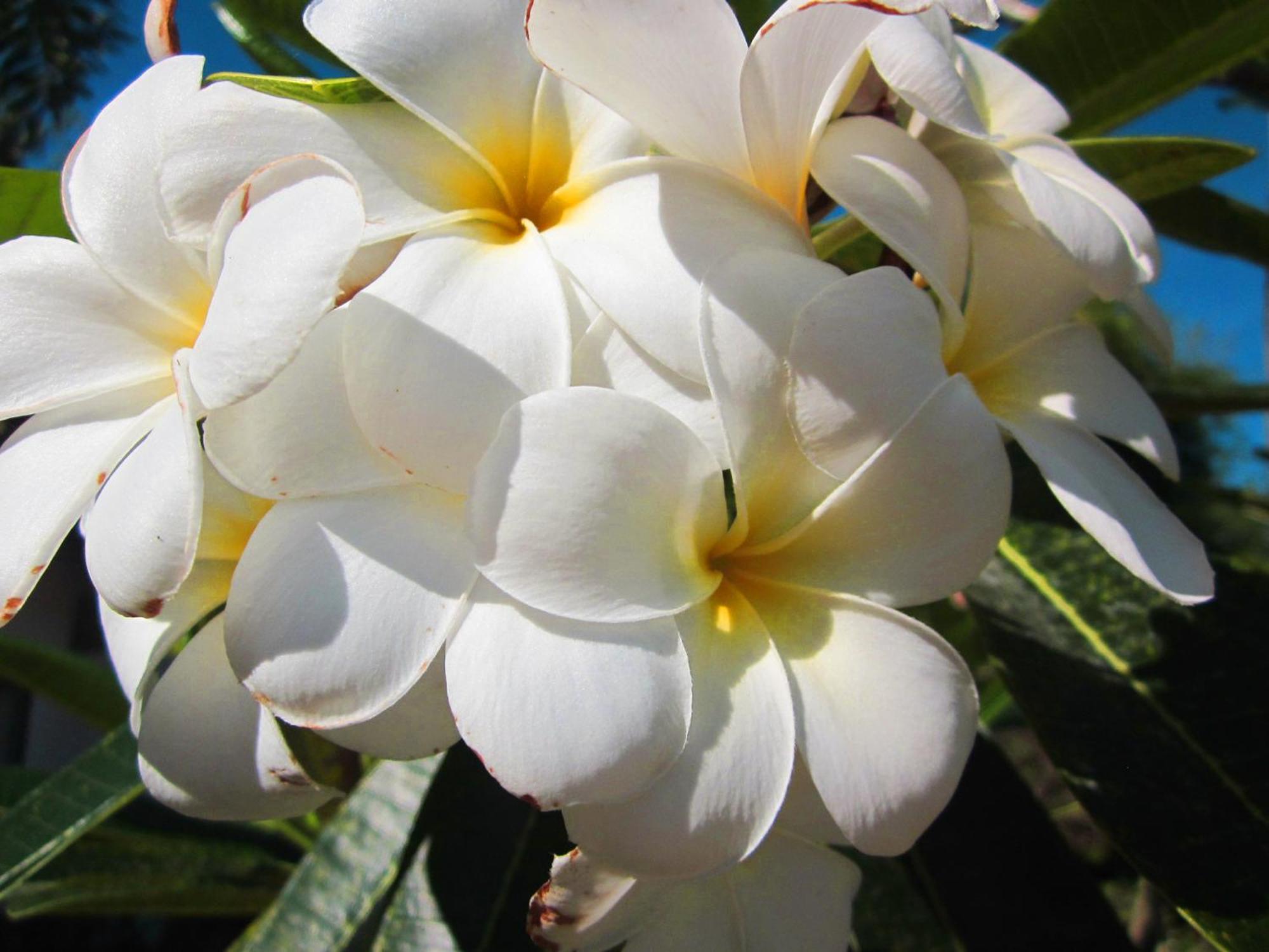 Frangipani