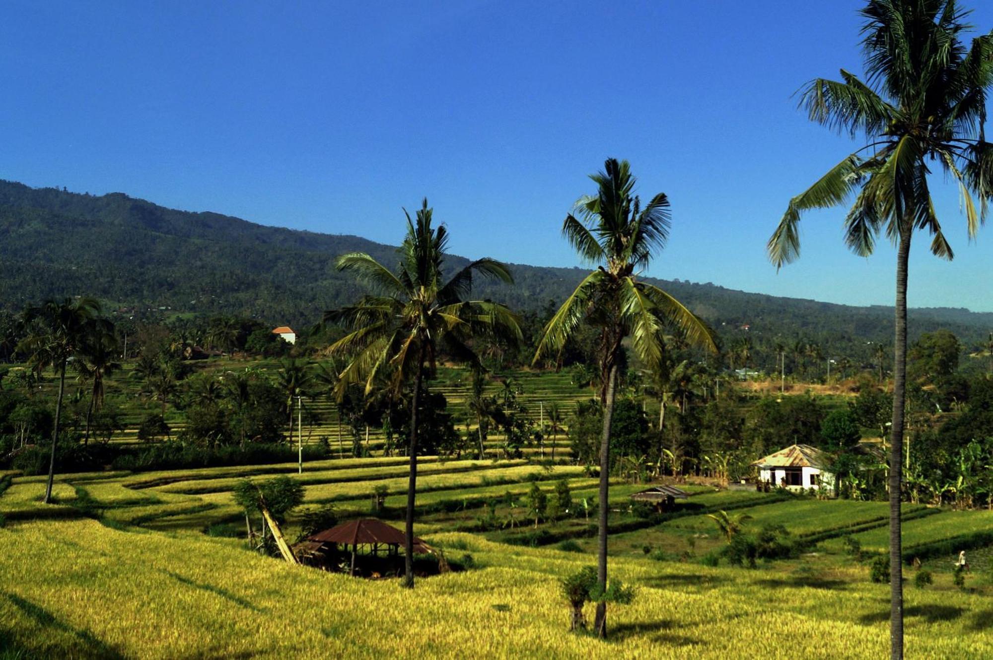 Lafyu Bali Singaraja (Bali)