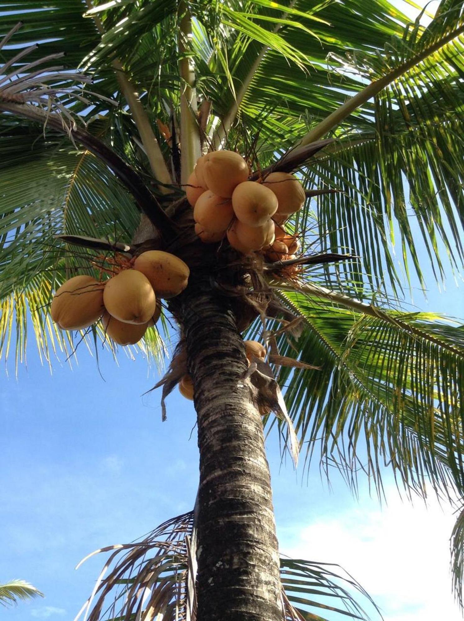Lafyu Bali