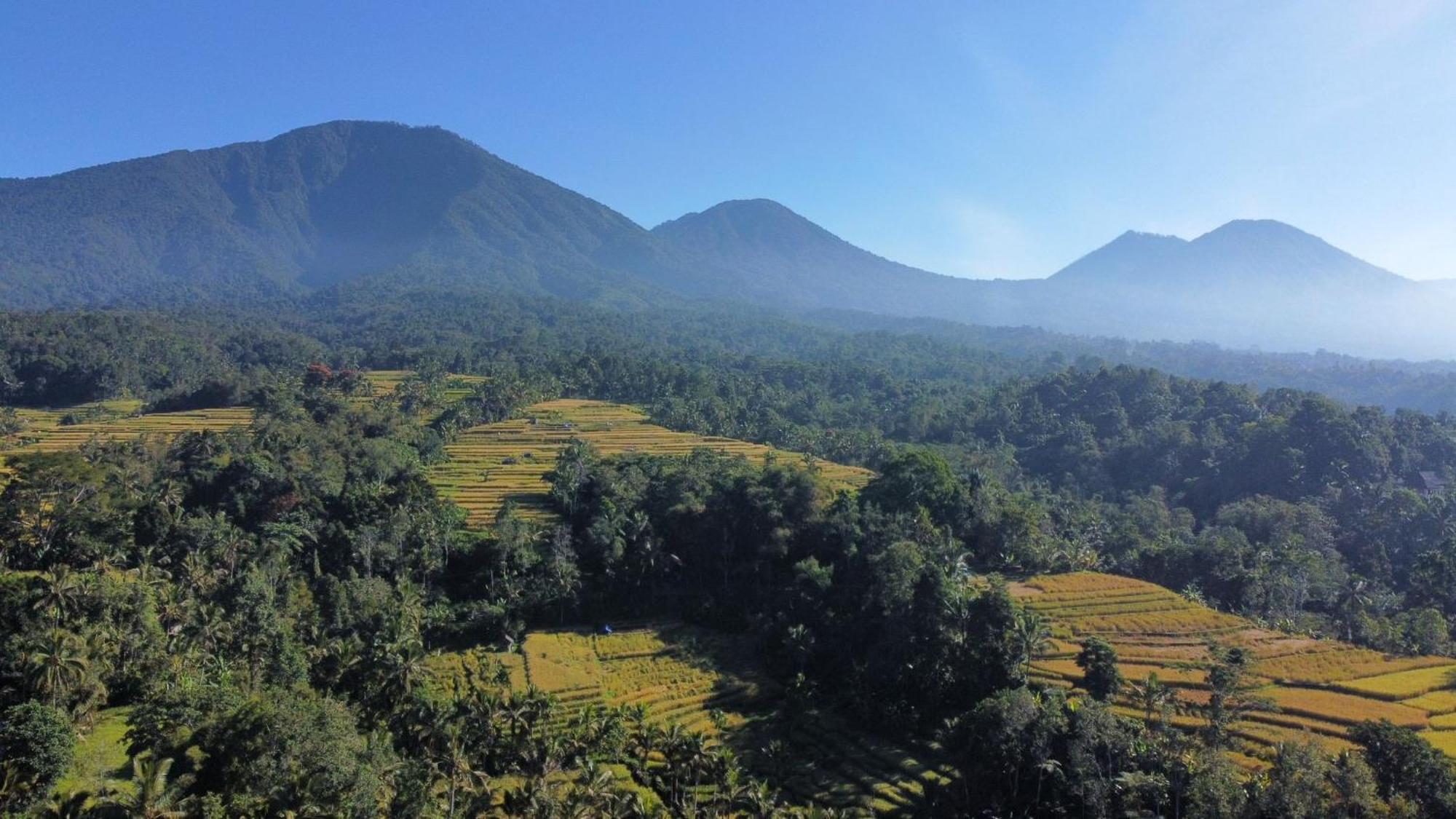 Homestay D'ume Bendoel Jatiluwih