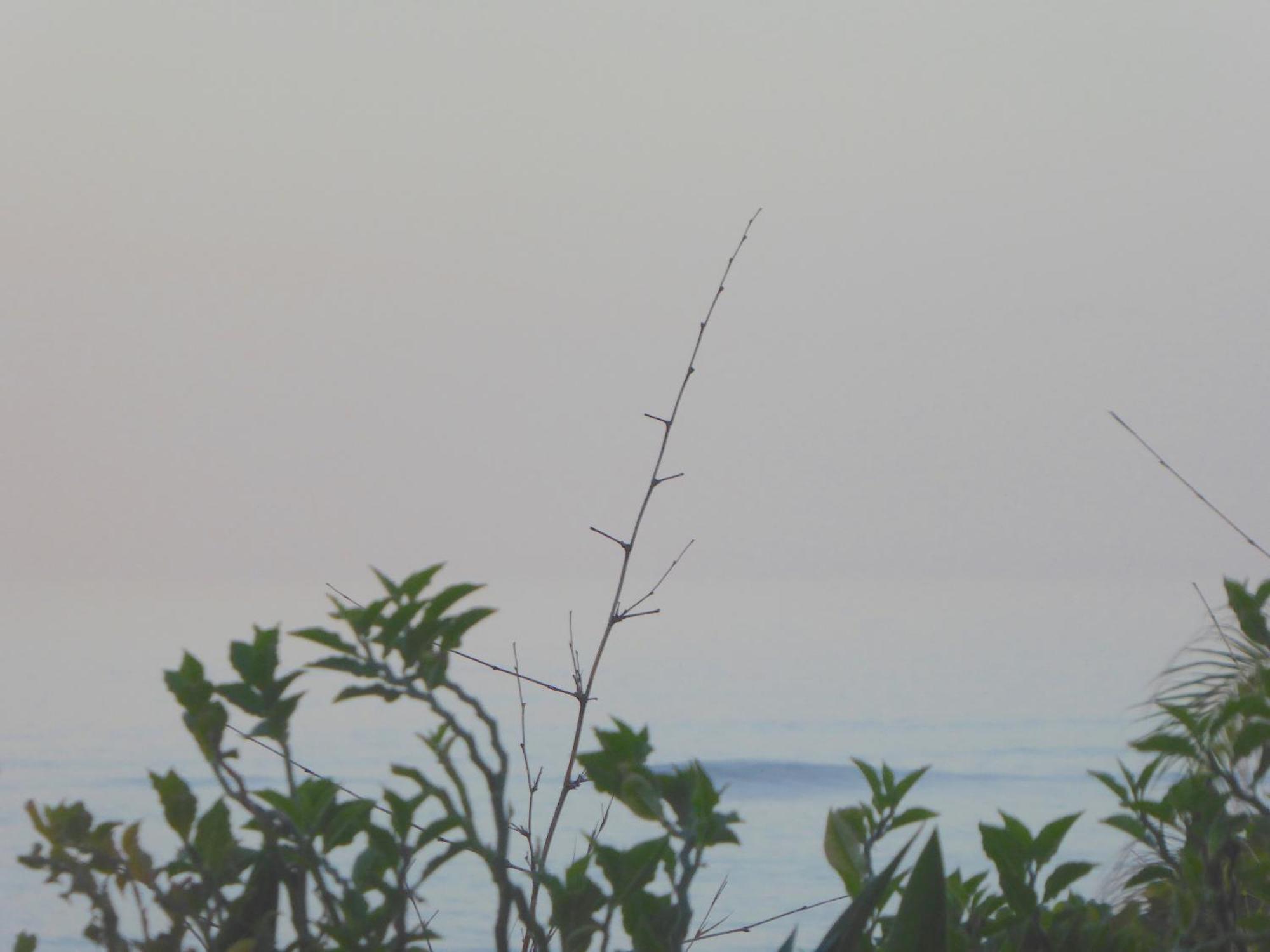 Bali Luxe Beachfront Rooftop Sunsets * Canggu (Bali)