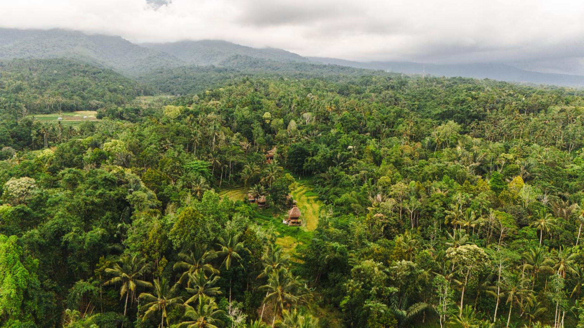Lodge Oemah Tepi Sawah Jatiluwih
