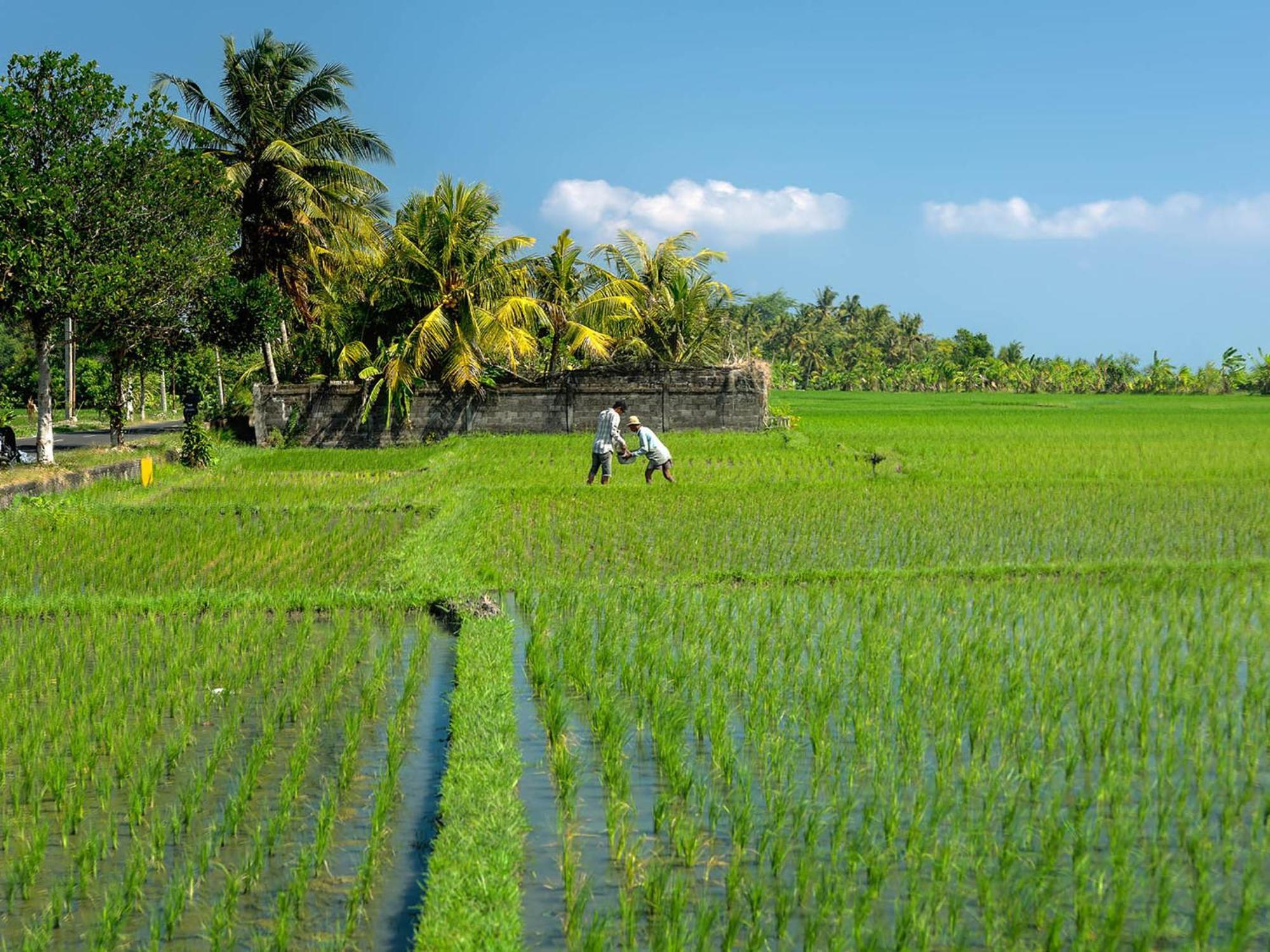 Seseh Canggu (Bali)