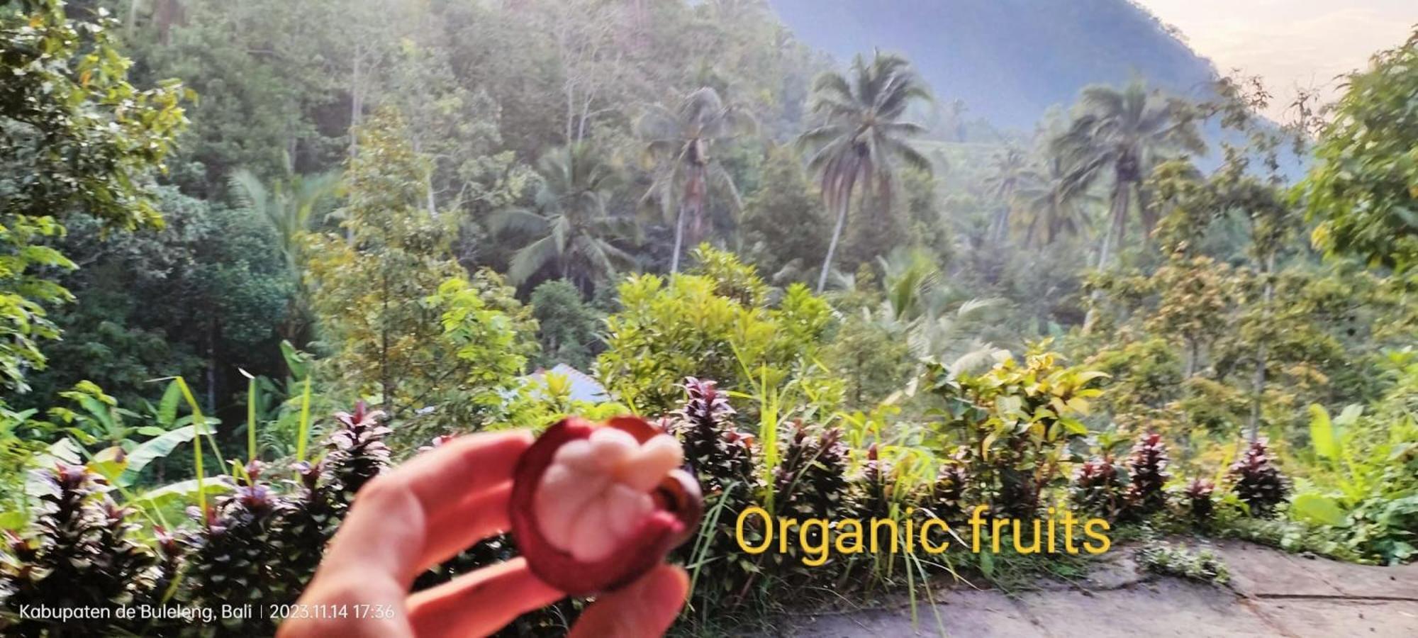 Ananda Lemukih * Singaraja (Bali)