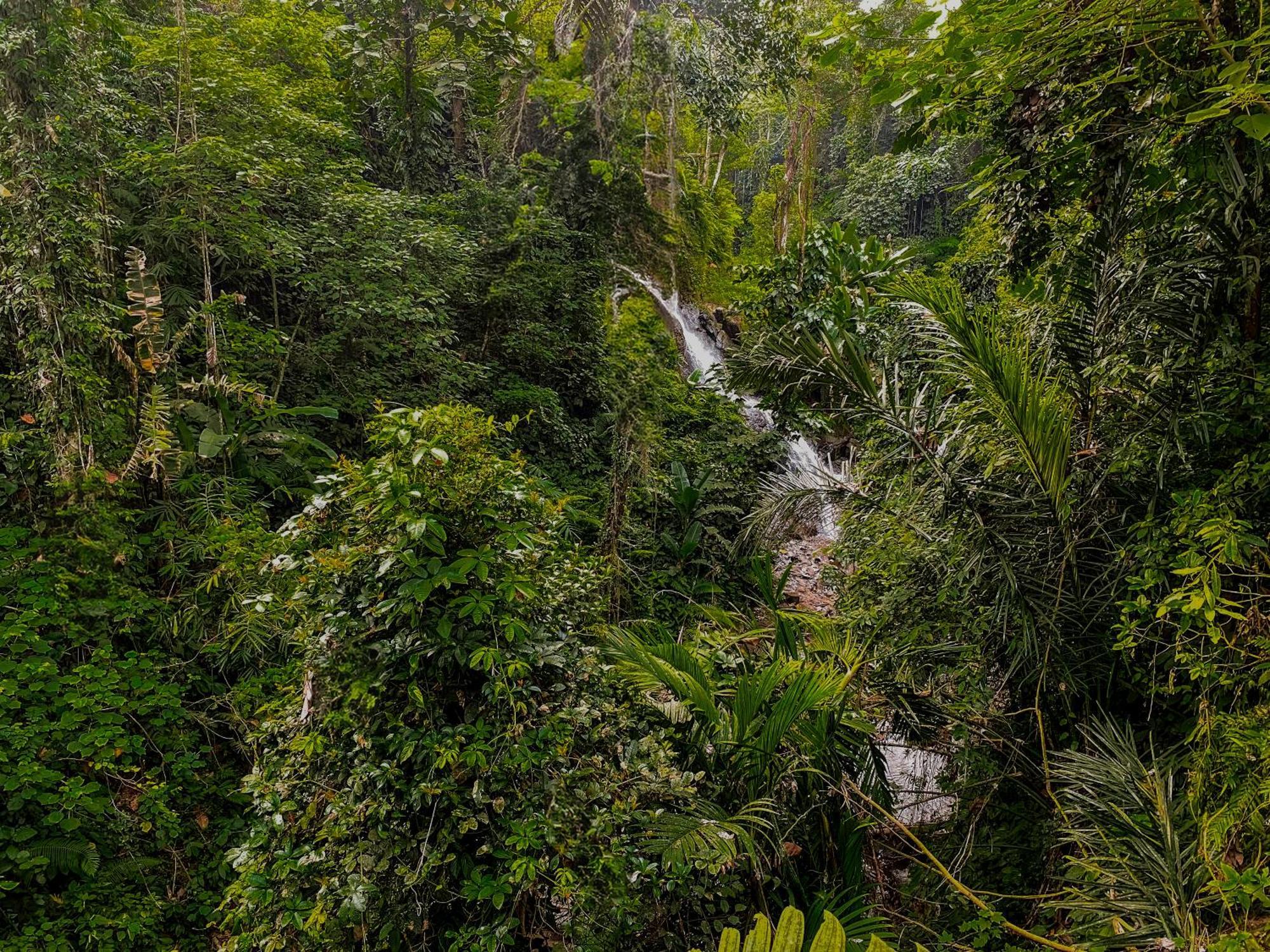 The Sebali