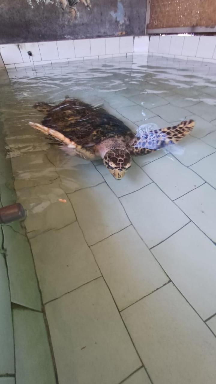 The & Turtle Sanctuary 5* Pemuteran (Bali)