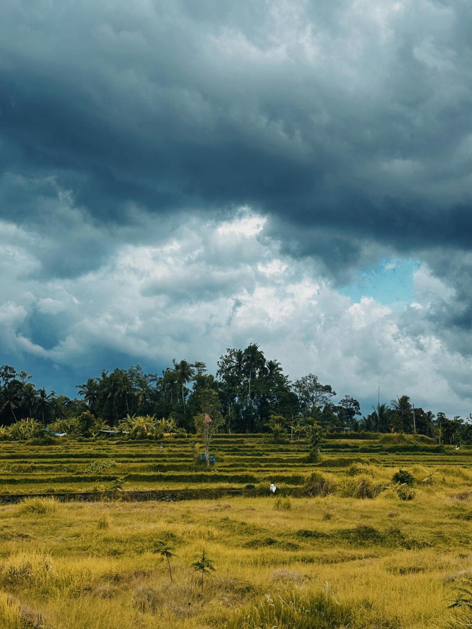 Armonia * Ubud (Bali)