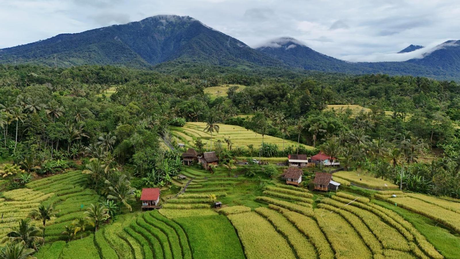 D'ume Bendoel Homestay *