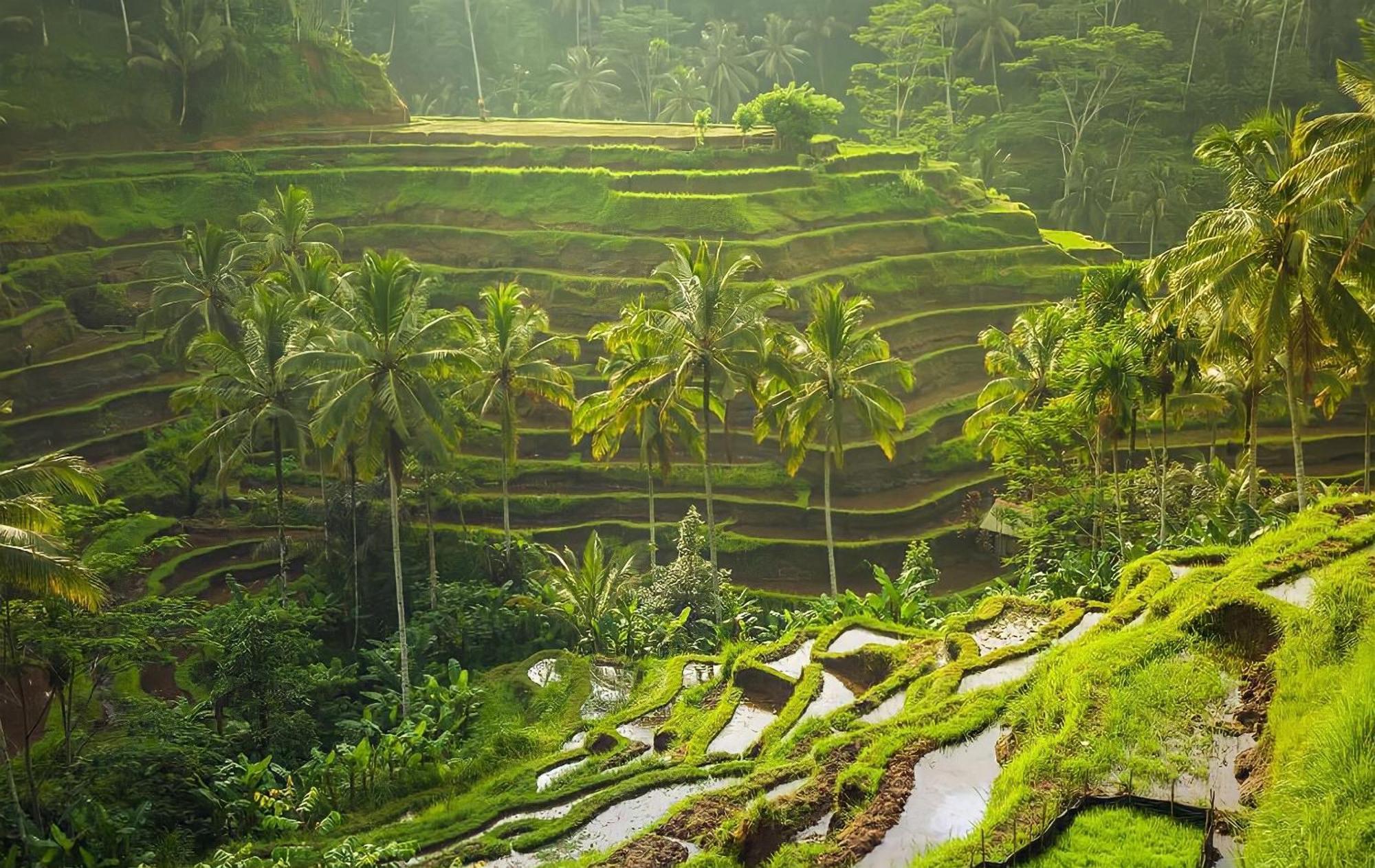 Royal Jj & Ubud (Bali)