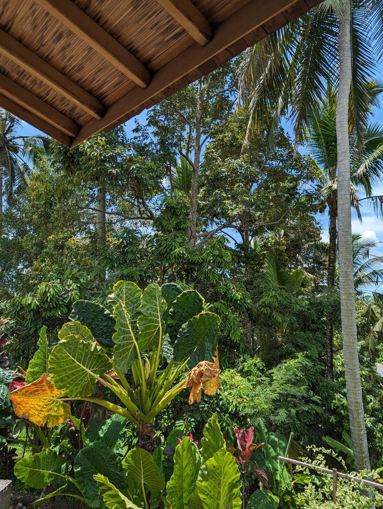 Puri Dajuma Terrace Eco & 4* Selemadeg (Bali)