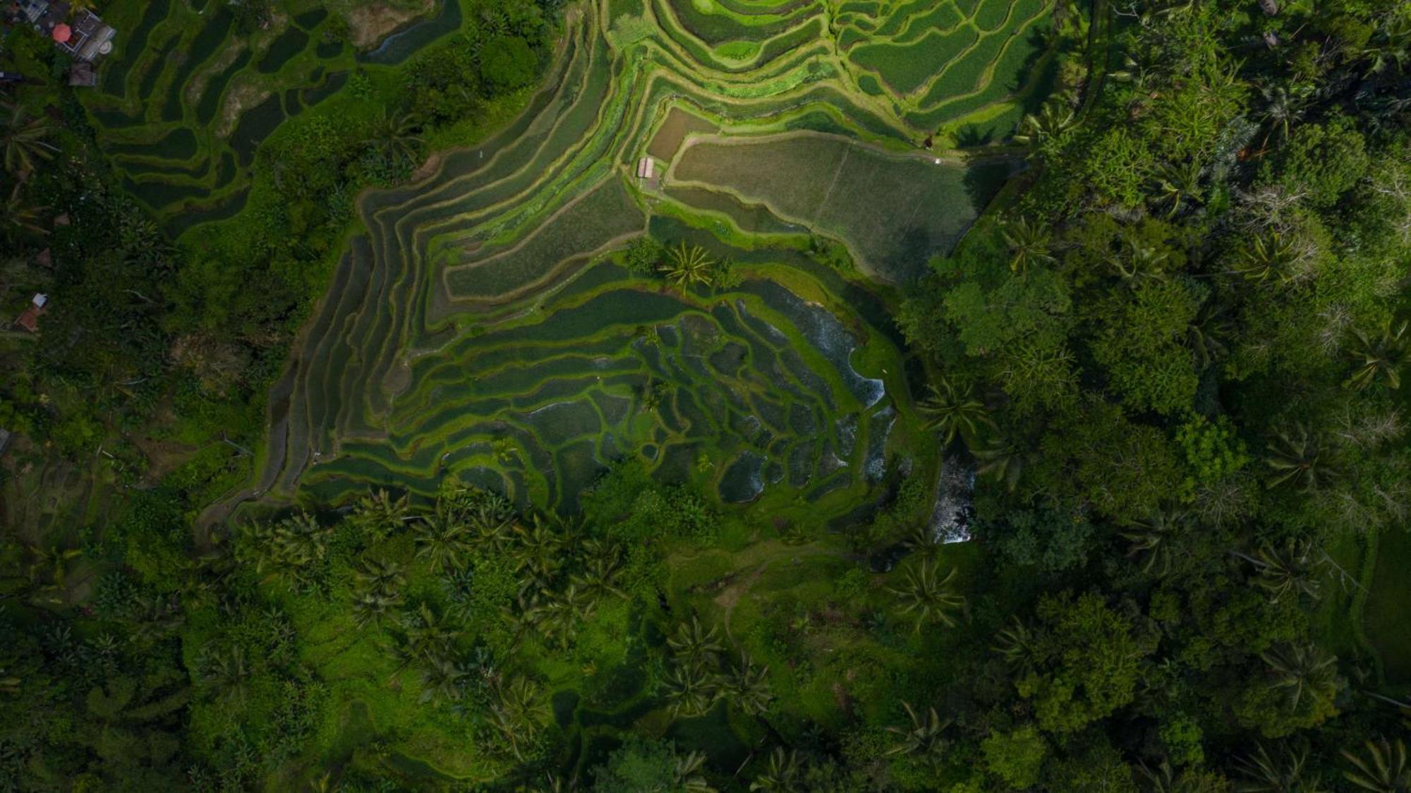 Alila Ubud Resort