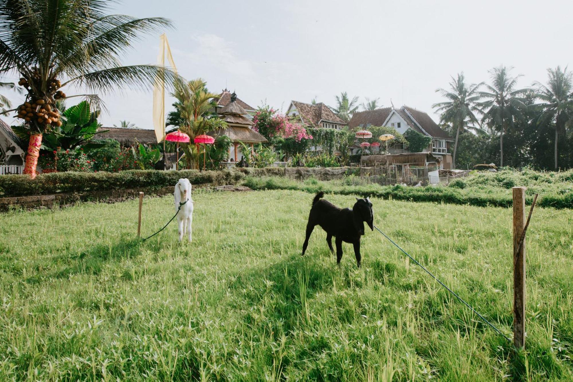 The Rice Joglo Eco-stay * Ubud (Bali)