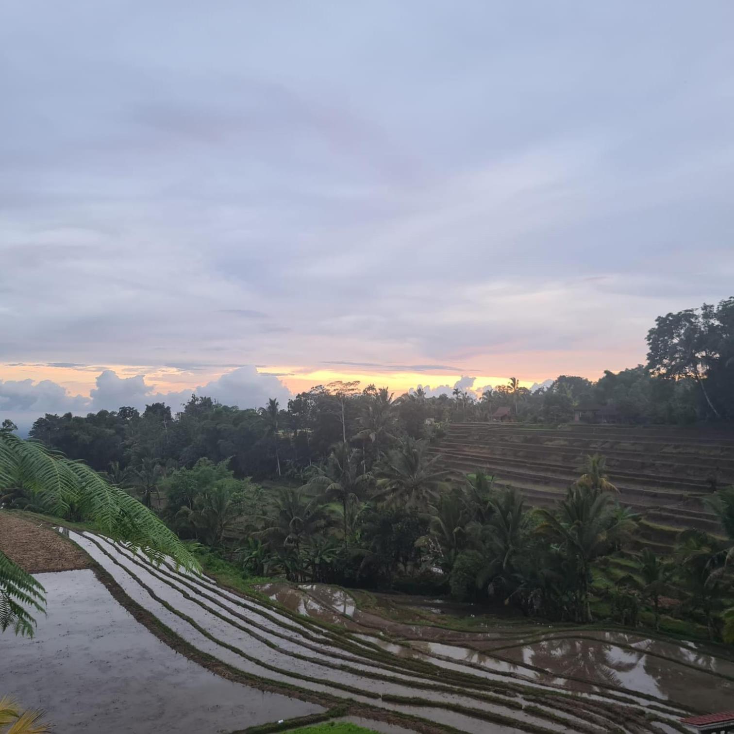 Homestay D'ume Bendoel Jatiluwih