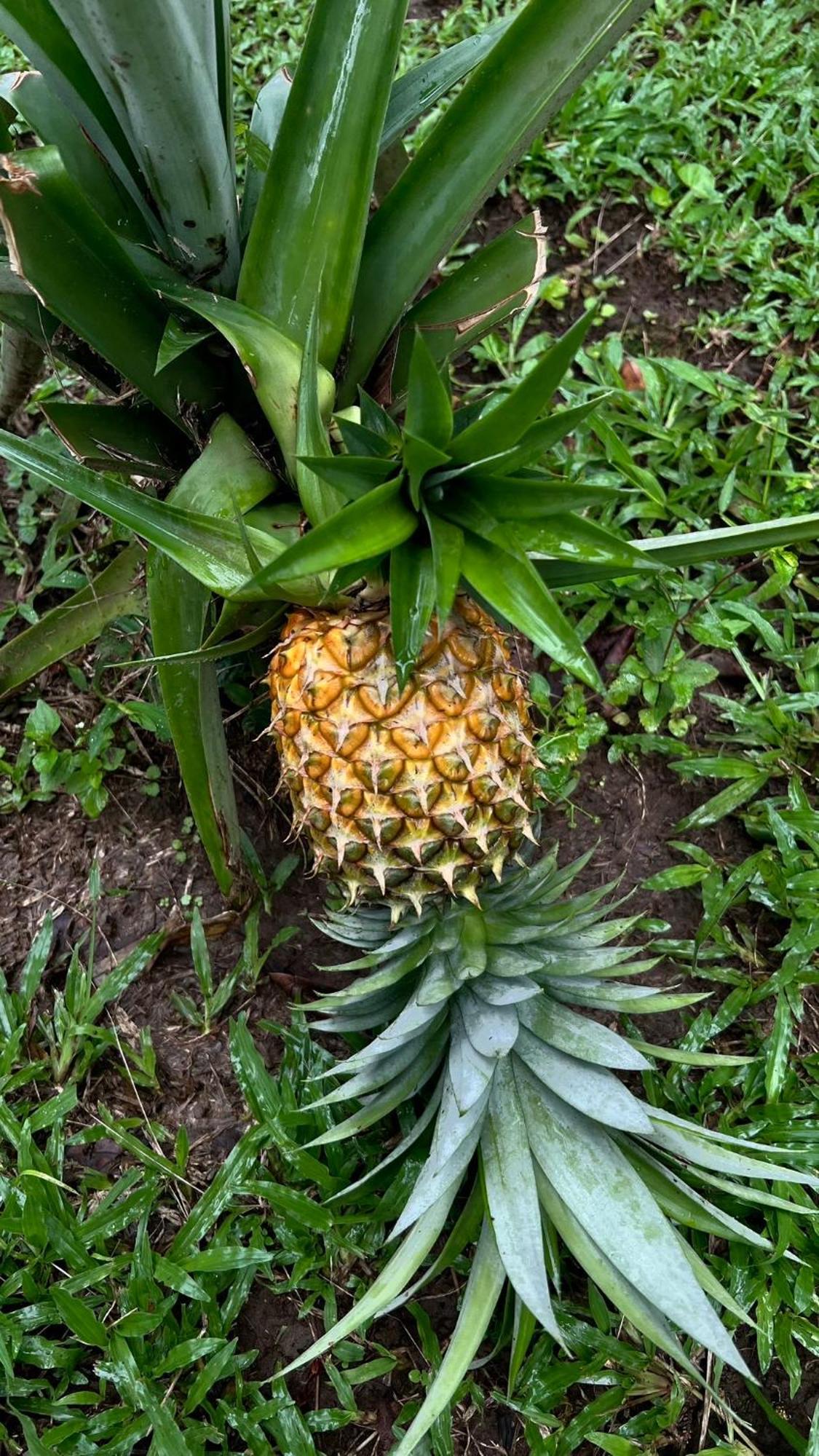 Oemah Tepi Sawah Jatiluwih