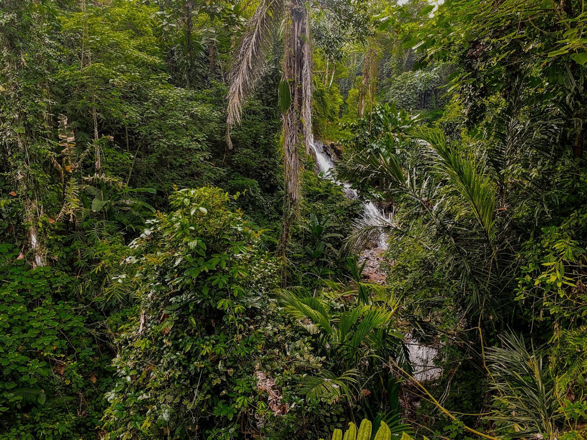 The Sebali