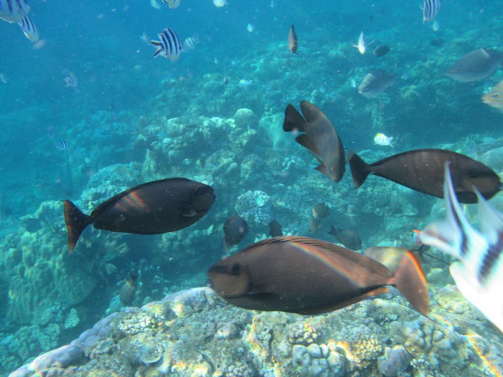 Diver's Cafe Guest house