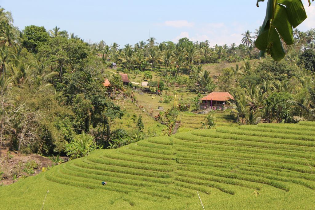 Bali Lush 3*