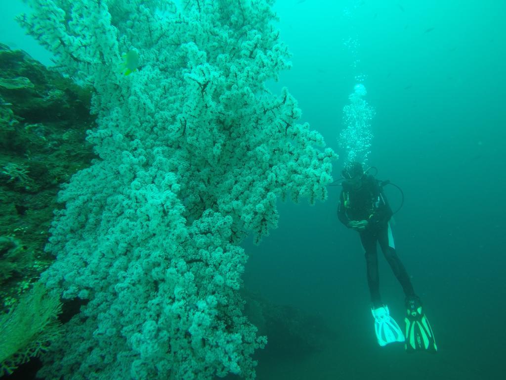 Ocean View Dive & Resort