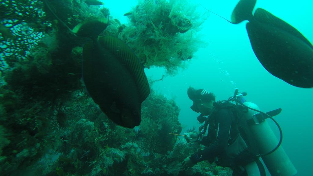 Ocean View Dive & 3*