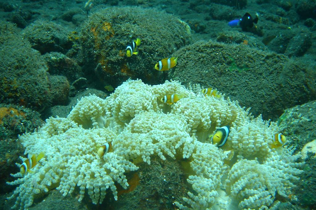 Beten Enjung Amed (Bali)