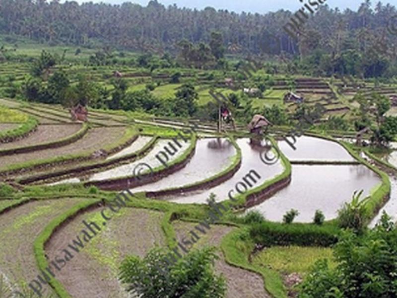 Puri Sawah Bungalows & Restaurant *