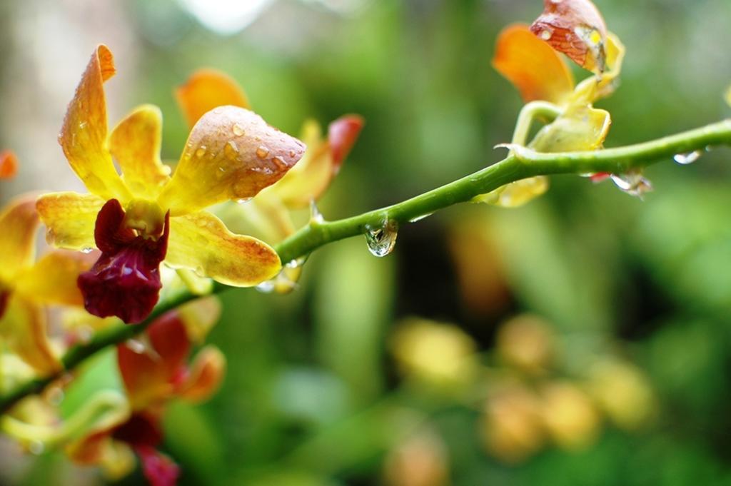 Bed & Breakfast Sama's And Ubud (Bali)