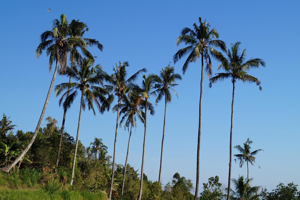 Holiday park Lafyu Bali