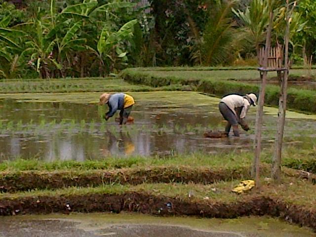 Guest house Nyoman Karsa