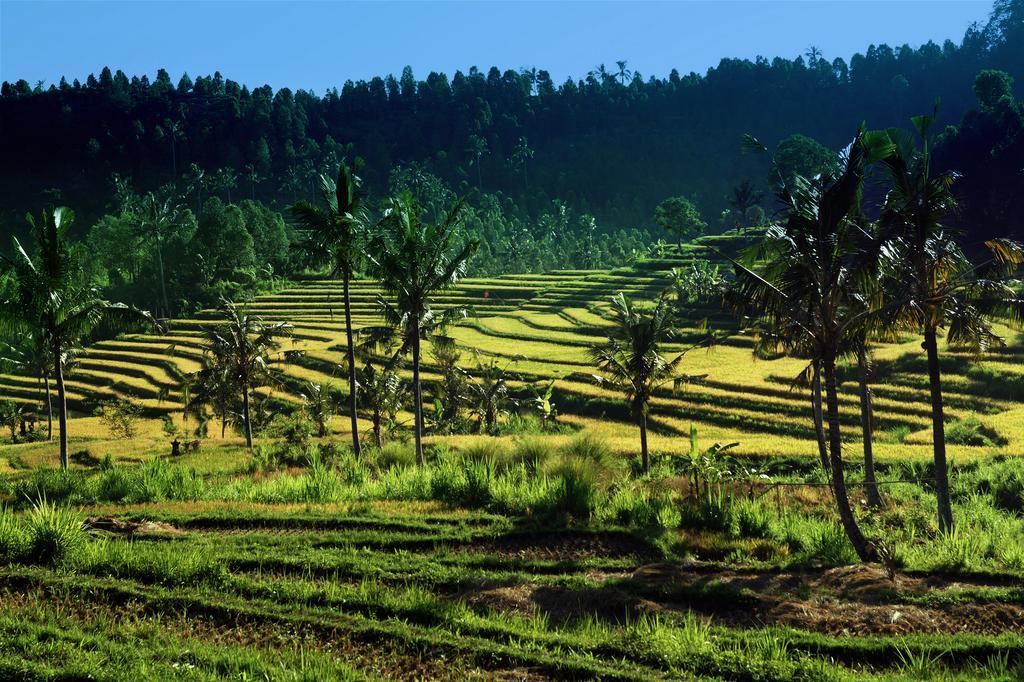 Holiday park Lafyu Bali 3*