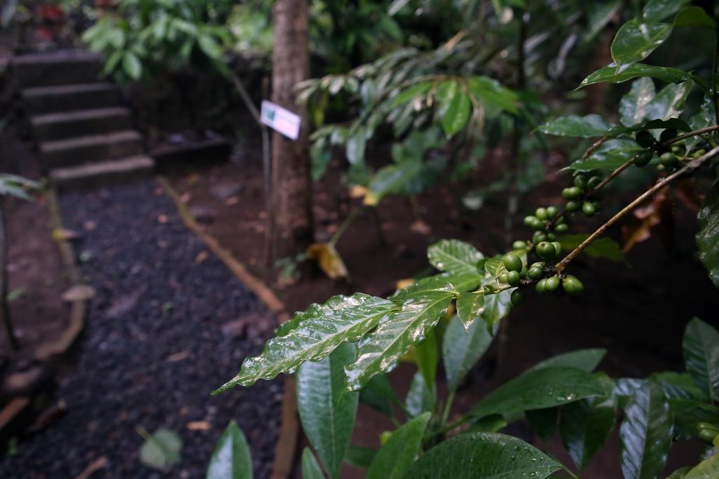 Homestay Bulian Kubutambahan (Bali)