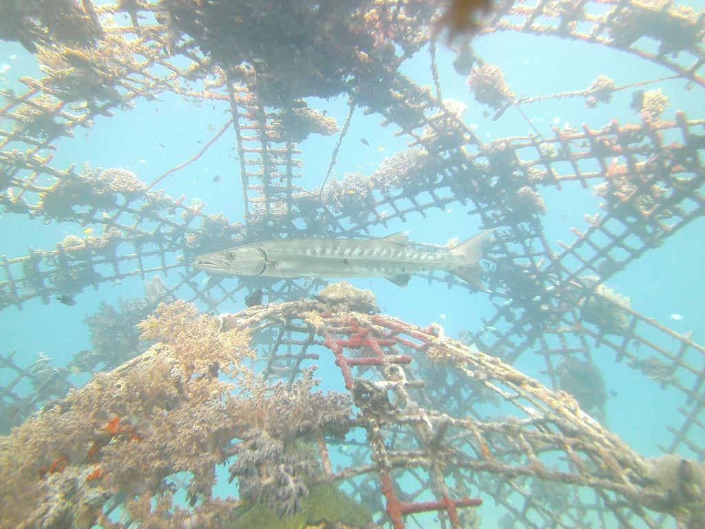 Biorock & Dive Center