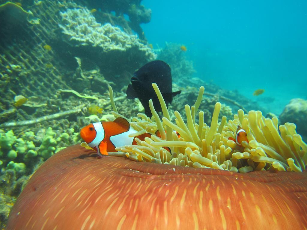 Homestay Biorock & Dive Center Pemuteran (Bali)