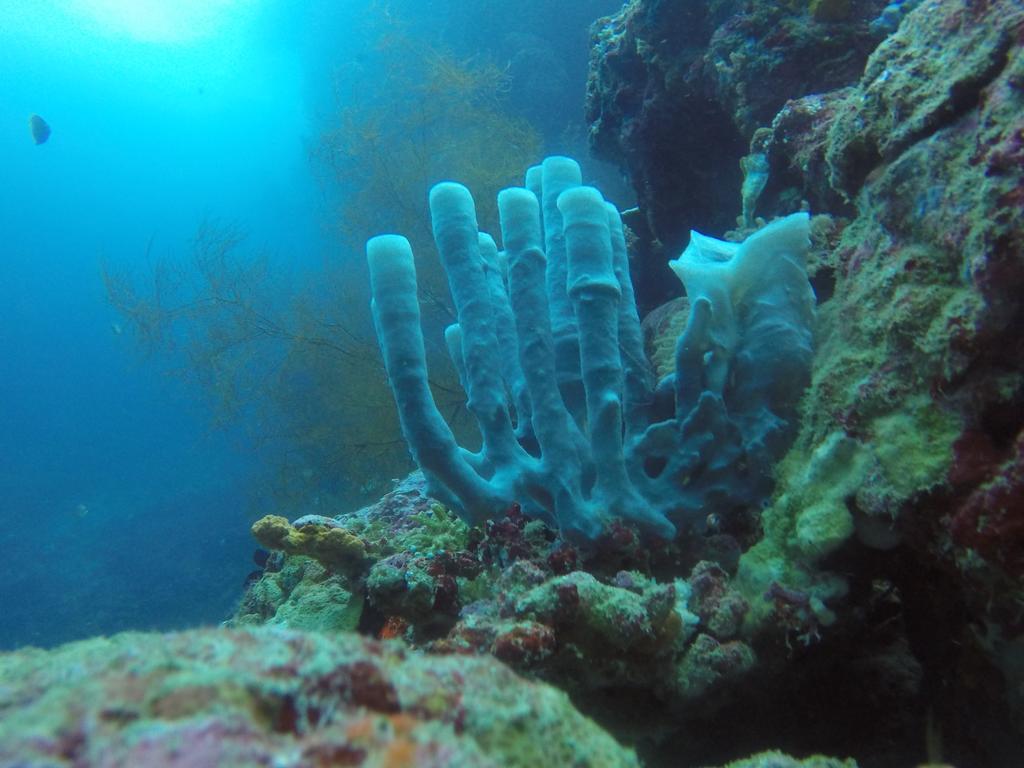 Homestay Biorock & Dive Center